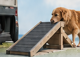 Dog walking up a ramp into a vehicle