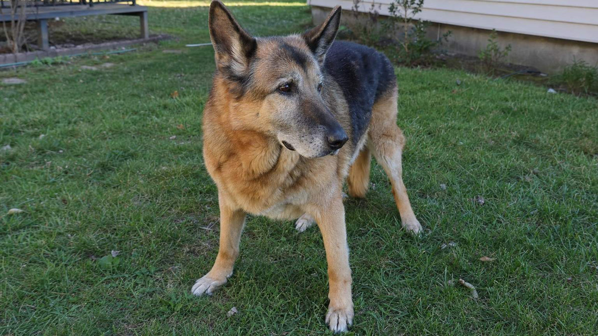 Older German Shepherd standing on grass with hind legs splayed, a common early sign of degenerative myelopathy