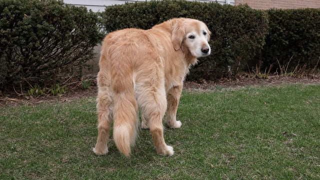 Senior golden retriever standing on grass with hind legs splayed, a common sign of dog arthritis in the back legs