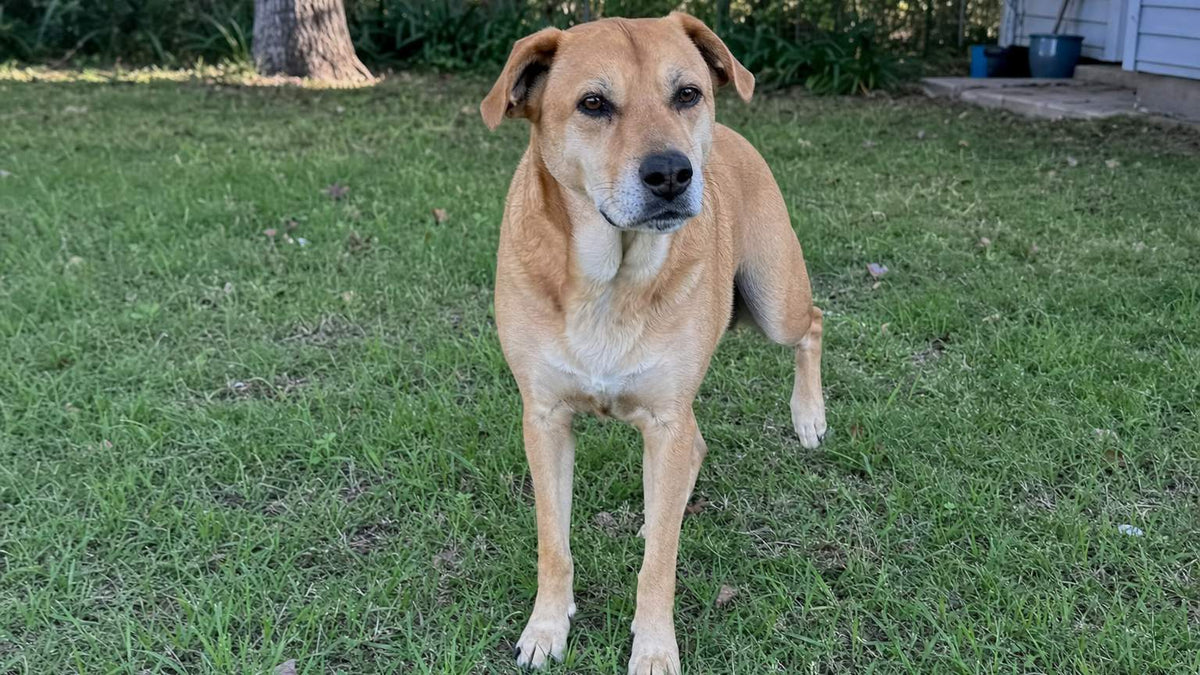 Tan mixed breed dog standing on grass holding one back leg up and not putting weight on it