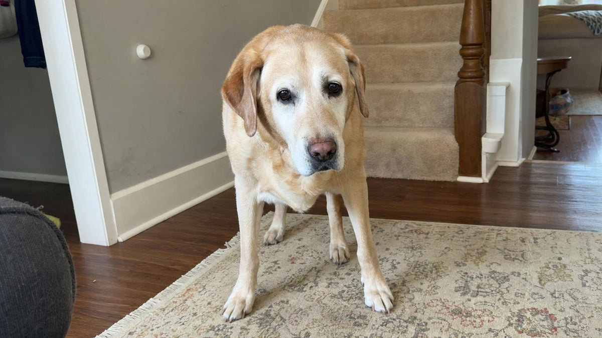 Older Labrador standing unsteadily on a rug near stairs, weight shifted forward off weak back legs