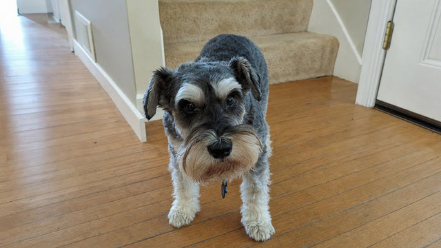 Miniature Schnauzer standing on a wooden hallway floor near stairs, back legs slightly unsteady