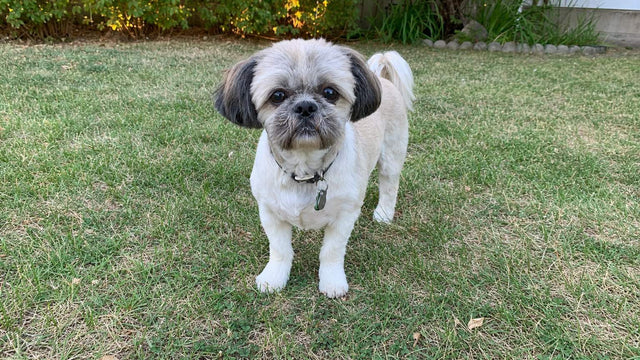 Adult Shih Tzu with a short haircut standing on backyard grass in afternoon sunlight
