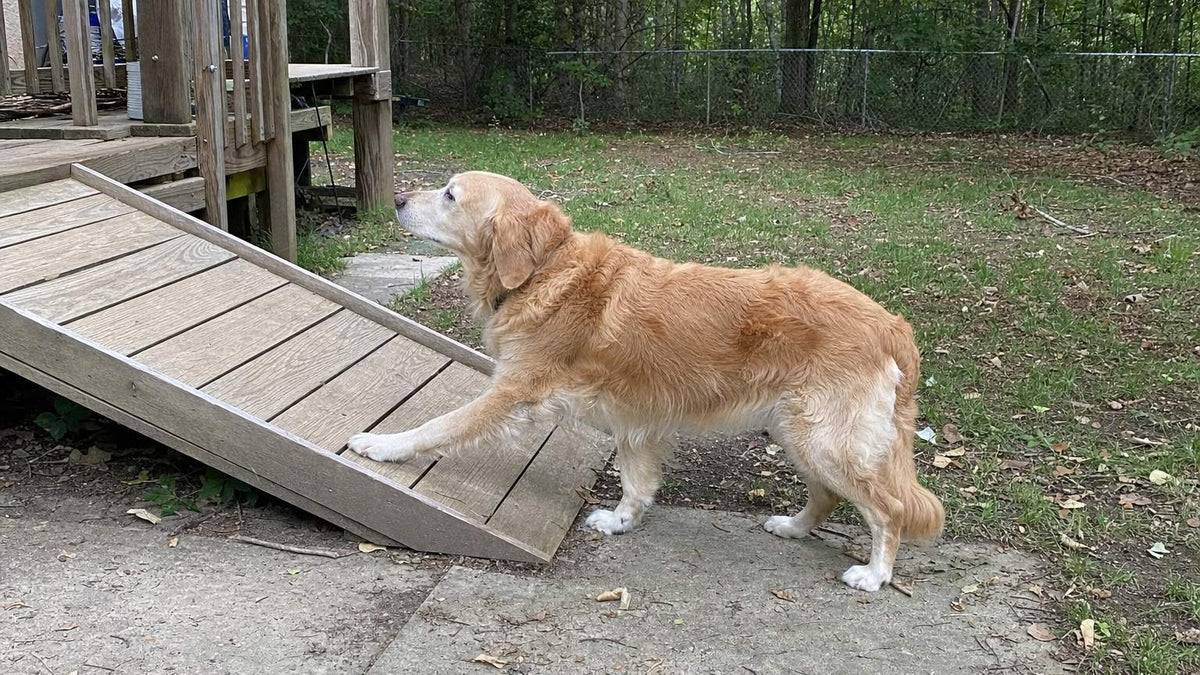Senior golden retriever standing at the foot of a wooden ramp leading up to a back porch