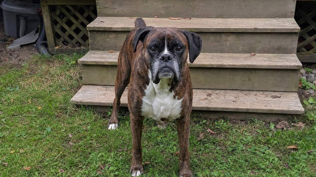 Adult brindle Boxer standing at the bottom of wooden back porch steps, leaning weight onto its front legs