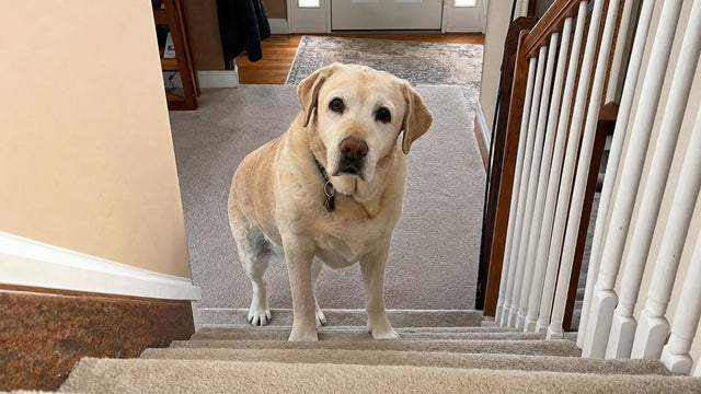 Senior Labrador with weak back legs standing at the bottom of a carpeted staircase indoors