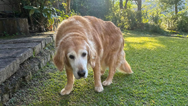 Senior golden retriever standing on grass with weak back legs slightly lowered near a garden step
