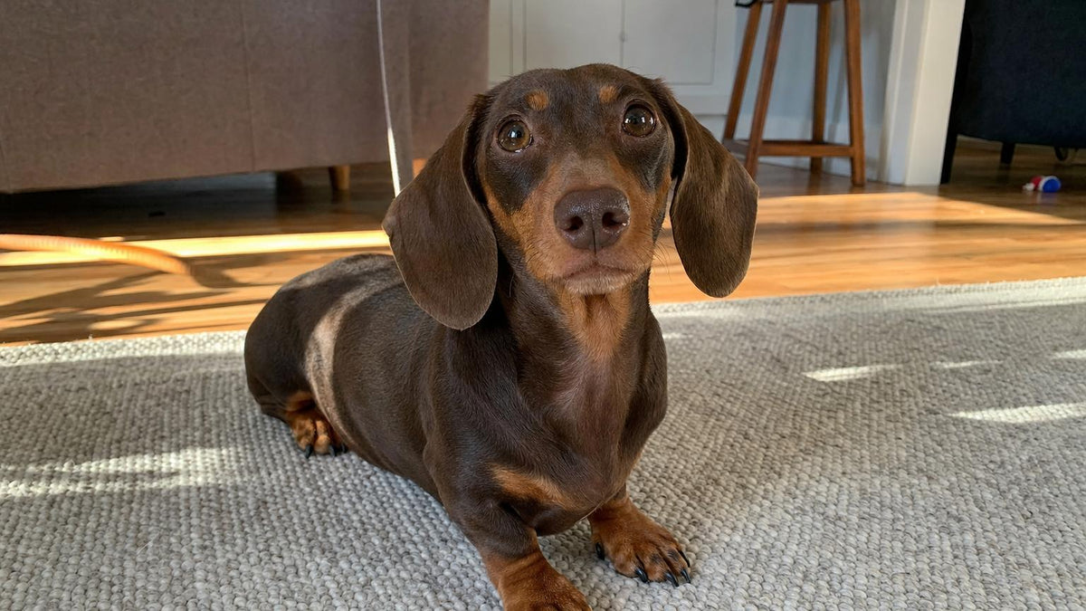 Dachshund lying on a non-slip rug in a sunny living room, a breed prone to IVDD