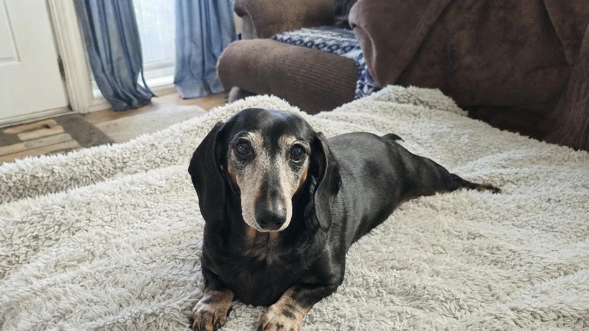 Dachshund with IVDD resting on a blanket at home, a common setting for bladder and urination problems