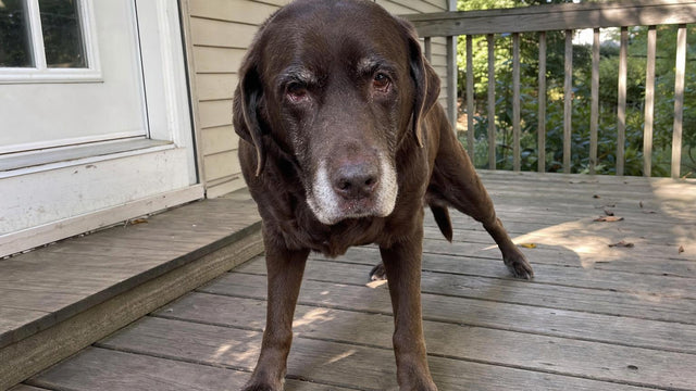 Senior chocolate Labrador standing on a wooden porch with back legs splayed and weak