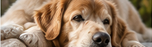 Senior golden retriever resting