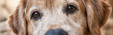 Close up of a senior dog's face