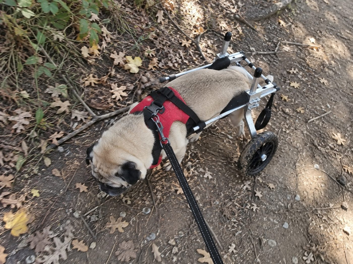 Pug sniffing along a leaf covered trail in a rear support wheelchair