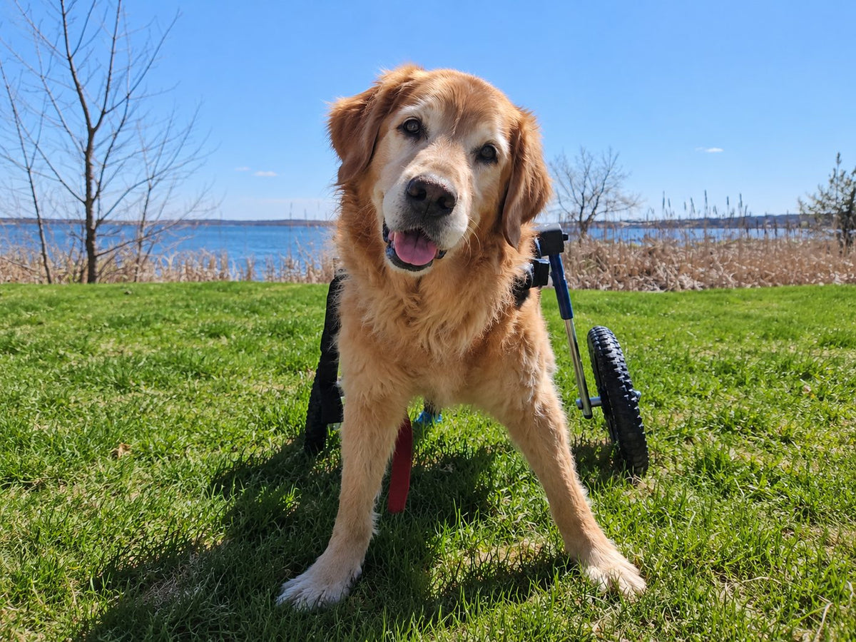 Senior golden retriever standing in a rear support wheelchair on grass by a lake
