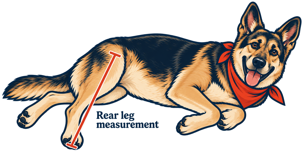 Where to measure a dog's rear leg height, from the top of the hip to the toe pad, with the dog lying down