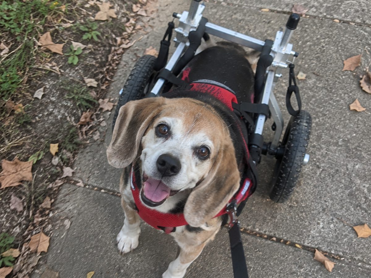 Senior beagle in an OldPal rear support wheelchair looking up on a sidewalk walk