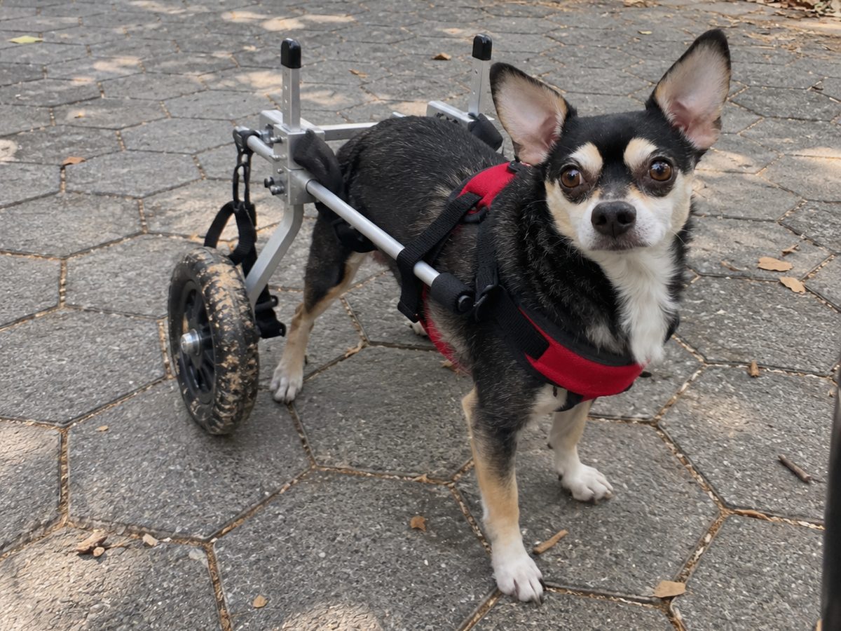 Chihuahua in an OldPal rear support wheelchair on a park path
